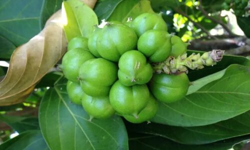 La época de siembra del cacay es entre abril y octubre. La cosecha se obtiene tres años después entre febrero y mayo. /Fotos cortesía ProColombia La época de siembra del cacay es entre abril y octubre. La cosecha se obtiene tres años después entre febrero y mayo. /Fotos cortesía ProColombia