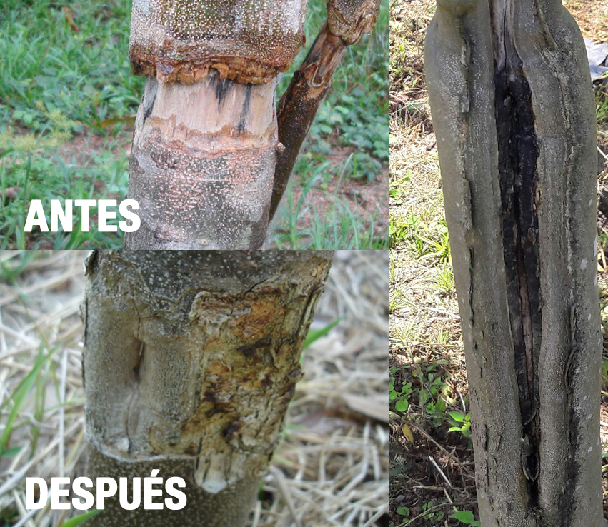 cicatrizacion cacay