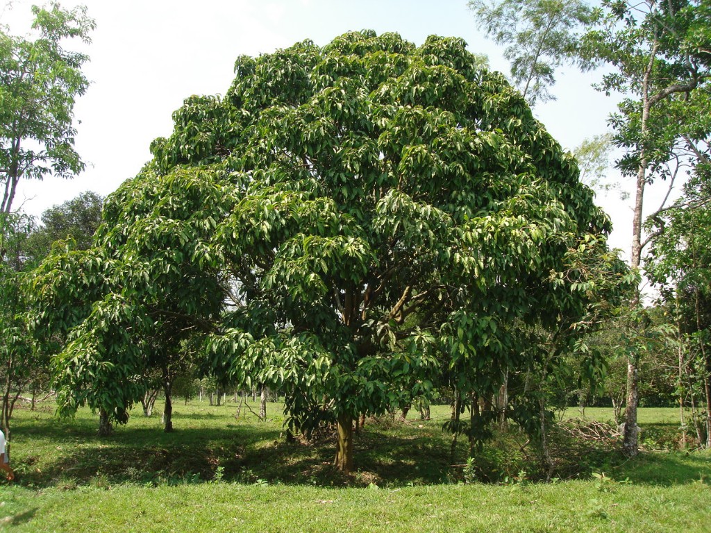 árbol de cacay